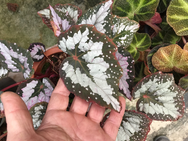B. ‘Corroboree’